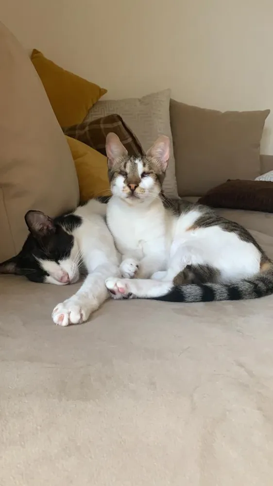 Pet photo 1